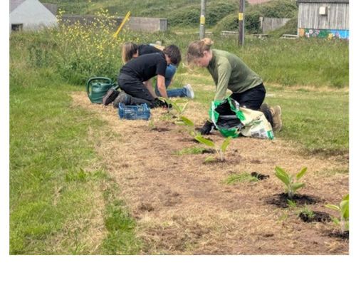 trainee planting
