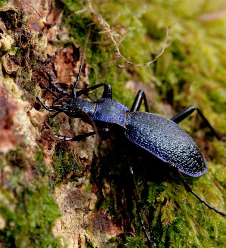 Blue-Ground-Beetle-Vaughn-Matthews-1