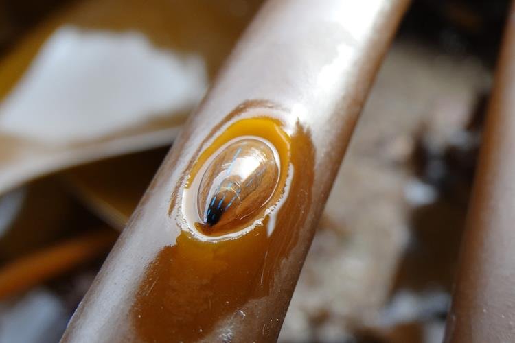 Blue-rayed limpet Patella pellucida (Laura Grant)