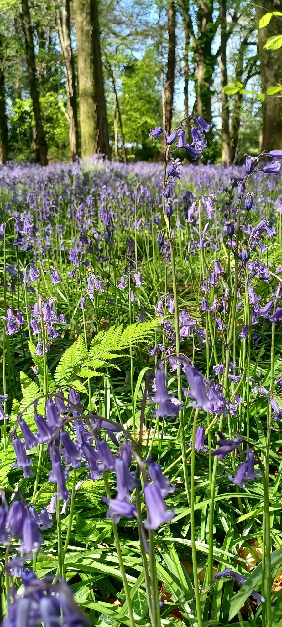 Bluebells - St Pierre - Steve Spode