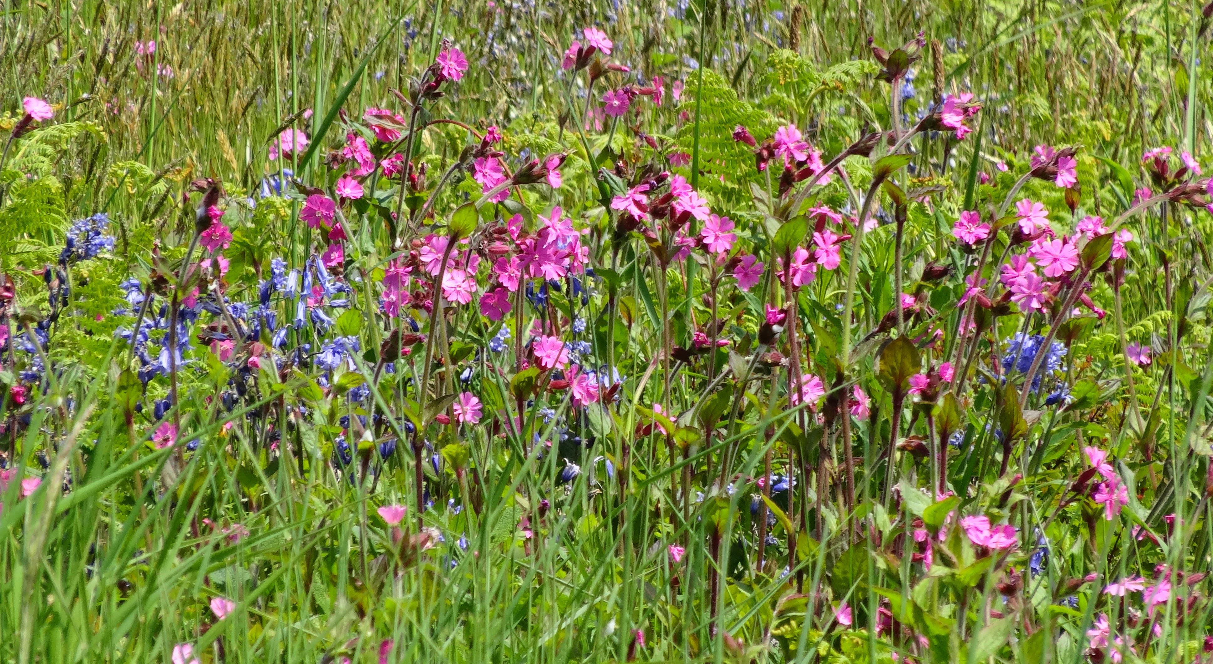 Bluebells & red campion - Geoff Robinson