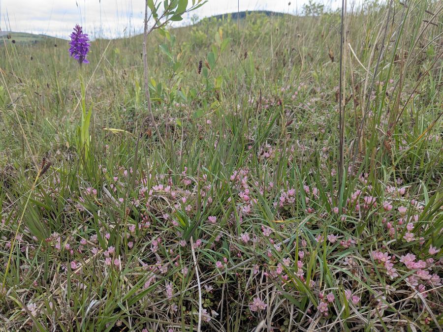 Bog Pimpernel and Orchids Bryn Tip-geotagged