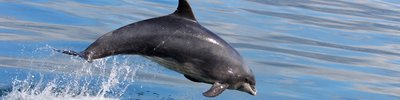 Bottlenose dolphin Tursiops truncatus (NRW marine monitoring team)