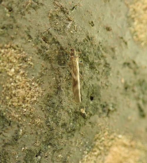 Brachyptera risi