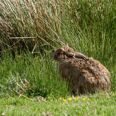Brown Hare Among the Rushes