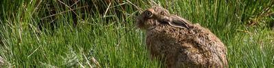 Brown Hare Among the Rushes