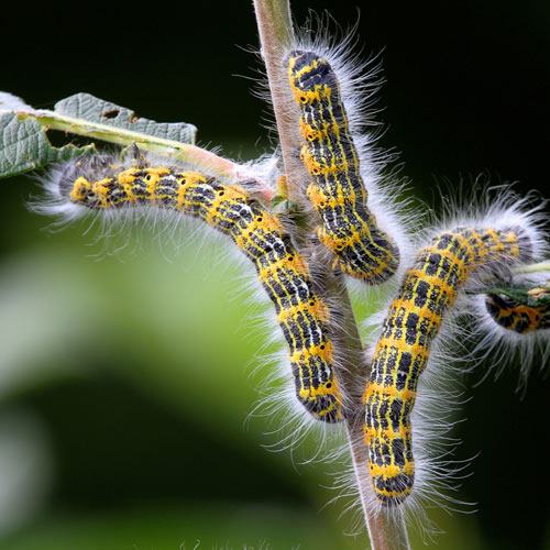 Buff-tip Caterpillars Feeding Together