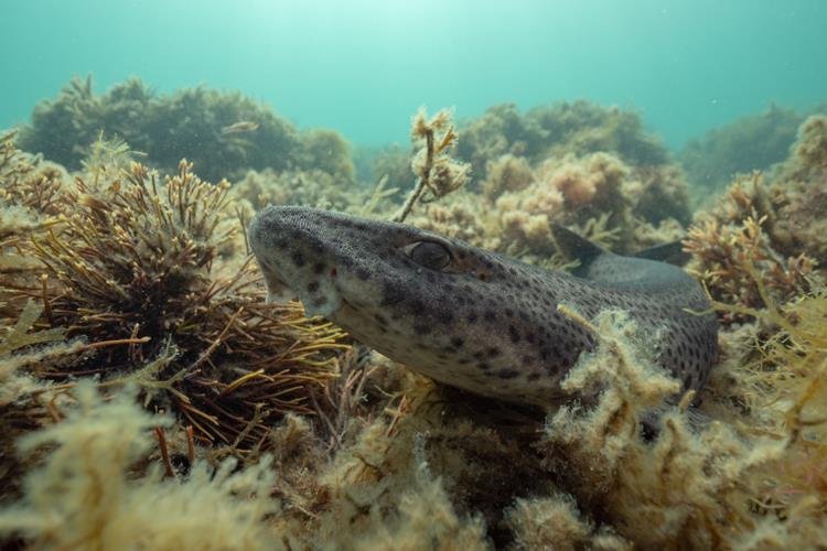Bull huss on reef (JD Scuba)