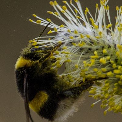 Bumblebee Feeding on Willow Catkins