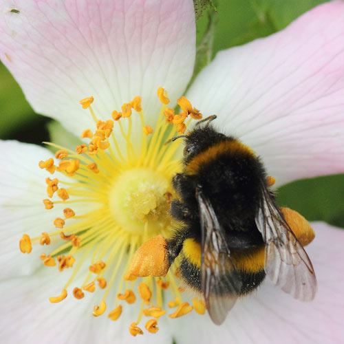 Bumblebee Gathering Pollen from a Dog Rose
