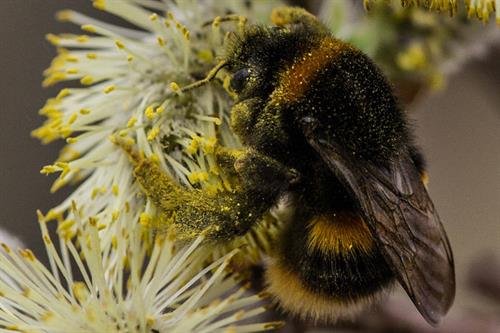 Bumble bee