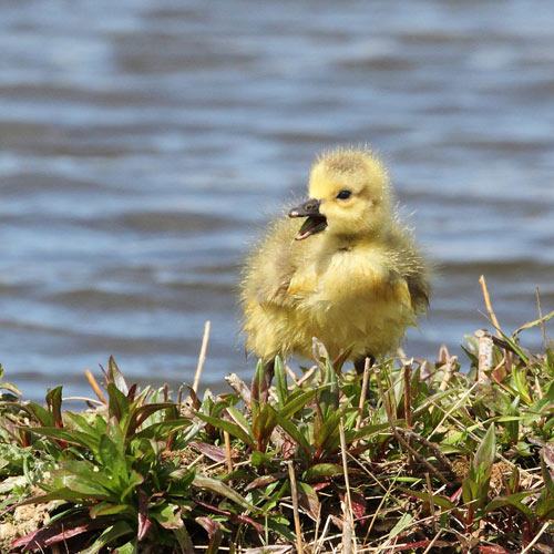Canada Goose Gosling by the Water
