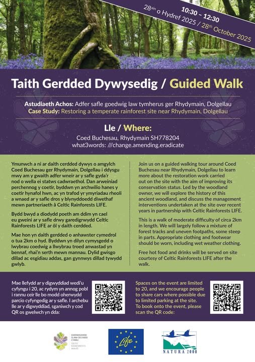 Celtic Rainforest event