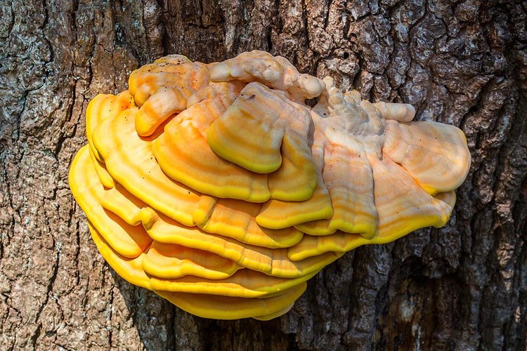 Chicken-of-the-Woods-Alun-Williams web