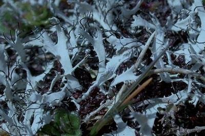 Cilliate strap lichen © Ray Woods