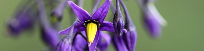 Climbing nightshade