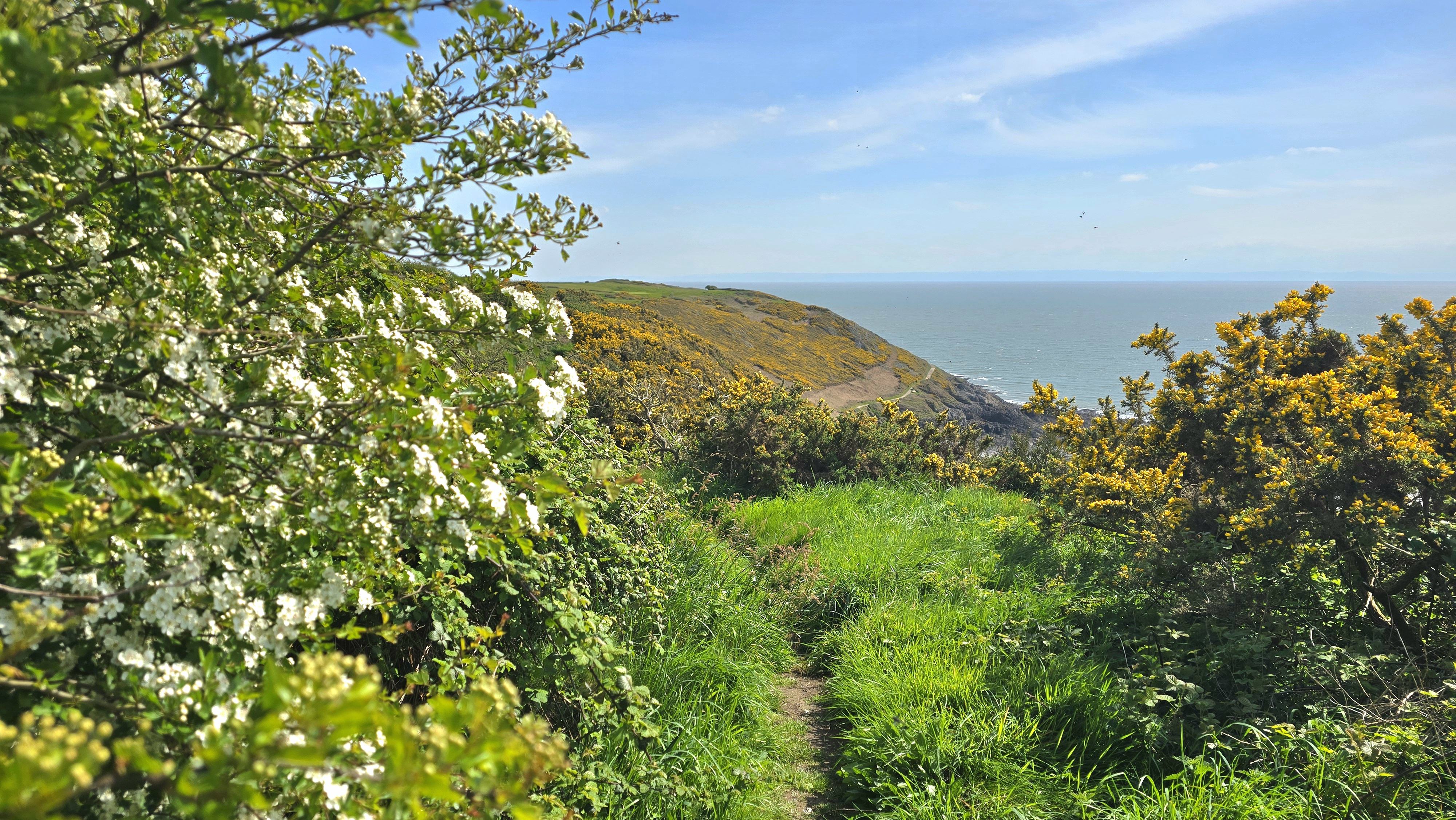 Coastal view gorse and hawthorn - Geoff Robinson
