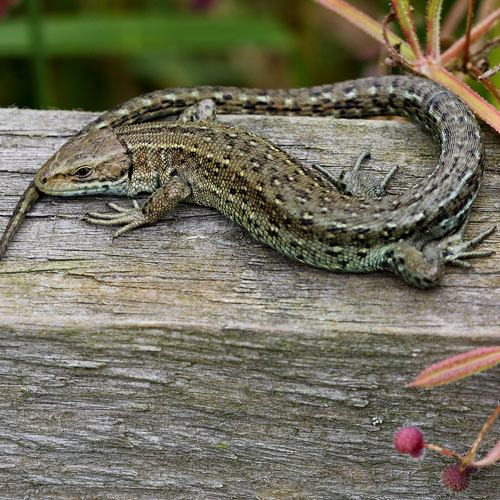 Common Lizard Basking in the Sun