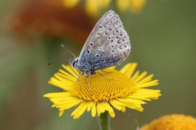 Common blues - Alun Williams (1)
