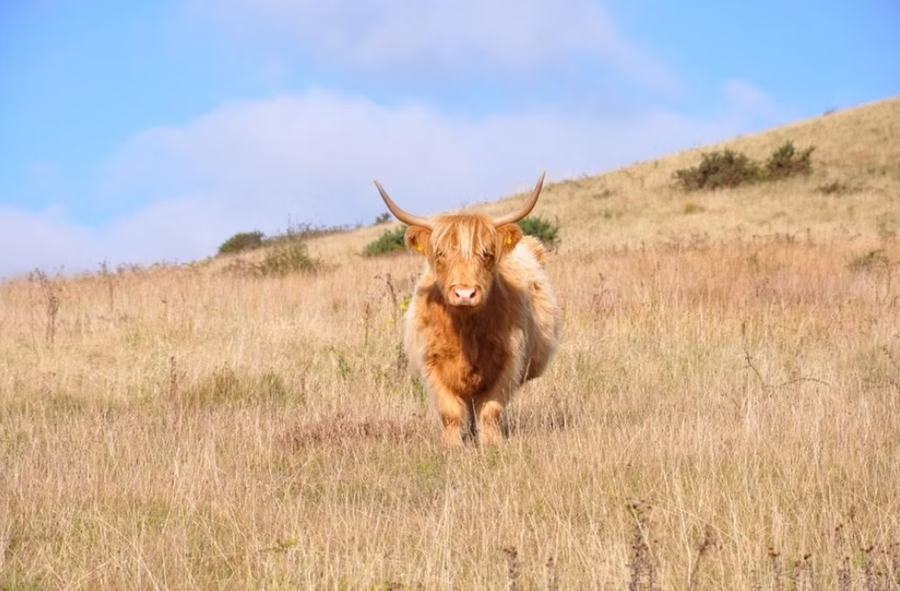 Conservation grazing