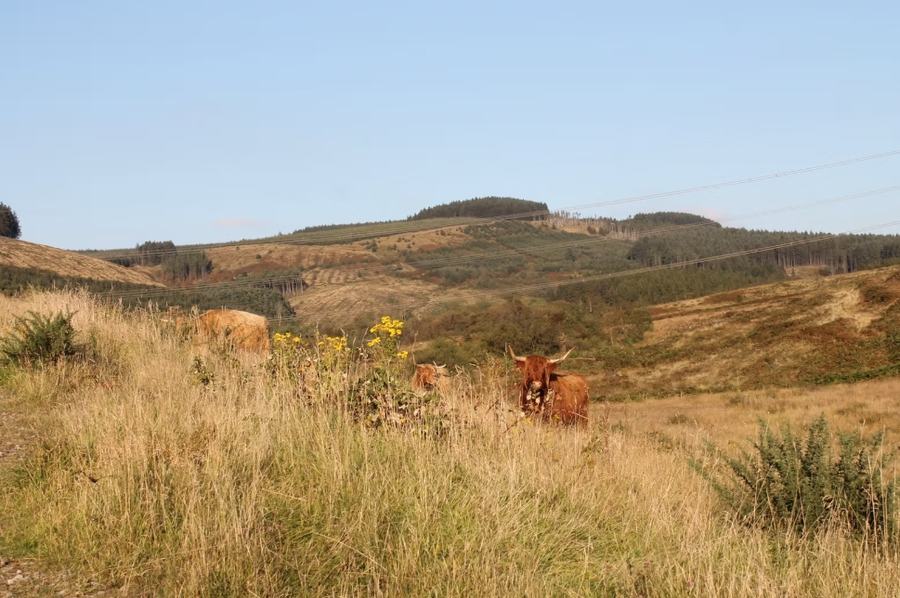 Conservation grazing (2)