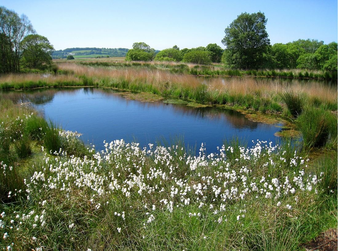 Cors Caron NRW