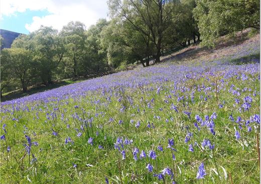 Craig-y-Cilau NNR