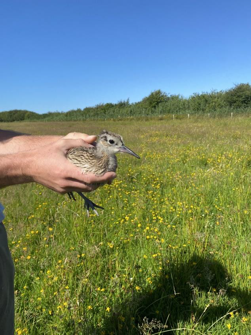curlew chick