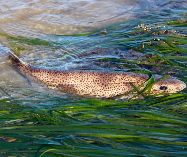 Dogfish-by-Alison-Palmer-Hargrave