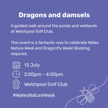 Dragons and damsels Welshpool