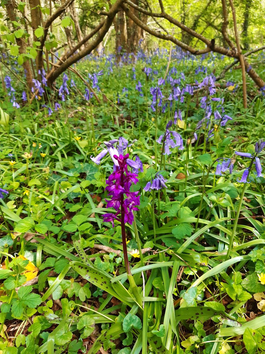 Early Purple Orchid and Bluebells, St Pierre - Steve Spode