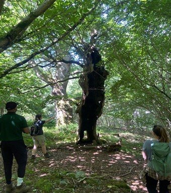 Elan valley ancient woodland training