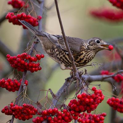 Fieldfare Among the Rowan Berries