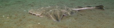 Fish-banner