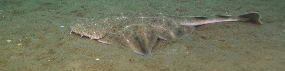 Fish - Wales Biodiversity Partnership