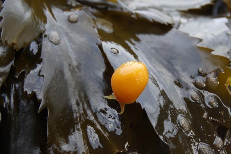 Flat periwinkle Littorina obtusata (Laura Grant)