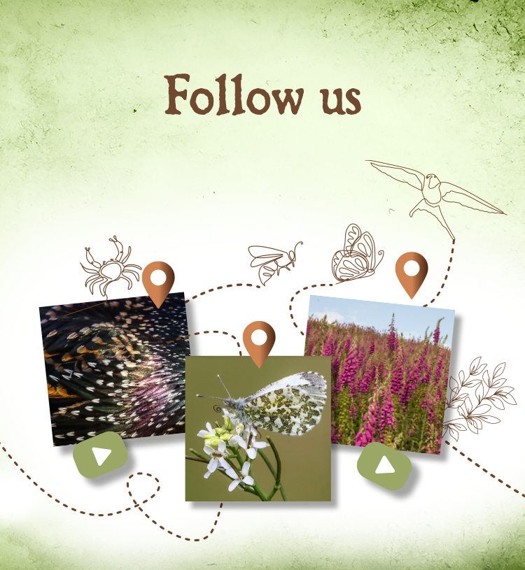 Follow-us-button