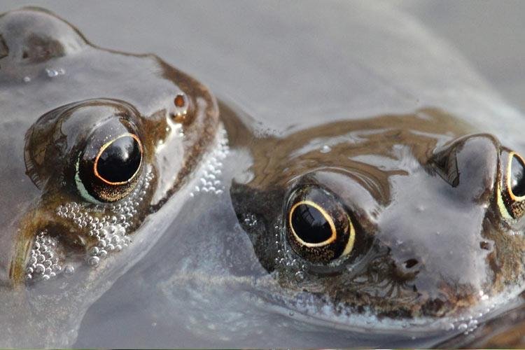 Frogs - Alun Williams