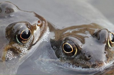Frogs - Alun Williams