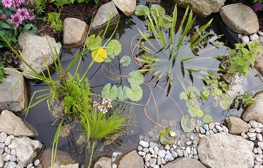 Garden pond Rose R web