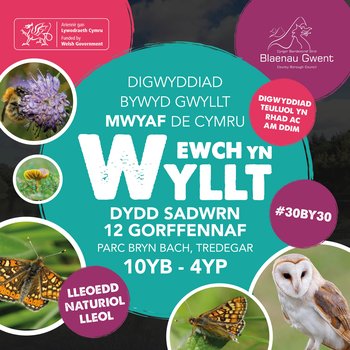 GoWild(Cym-200mmSQ)-WF