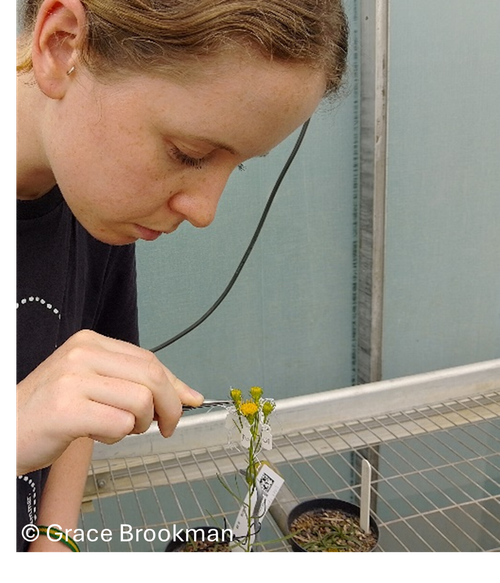 Cross pollination experiment