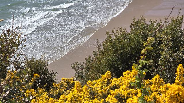 Gorse and coastal view Caswell Bay - Geoff Robinson