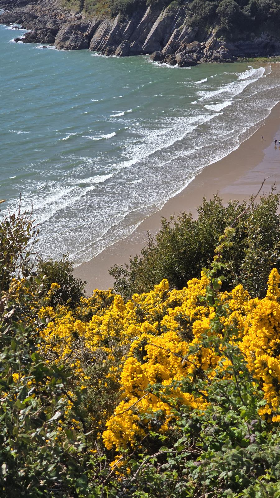 Gorse and coastal view Caswell Bay - Geoff Robinson