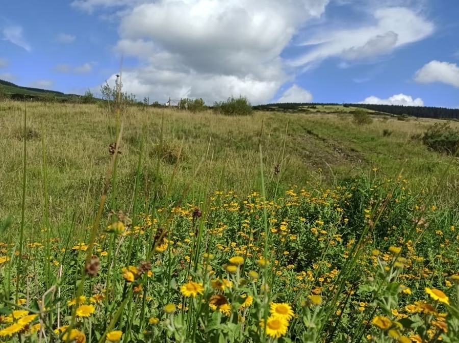 Grassland