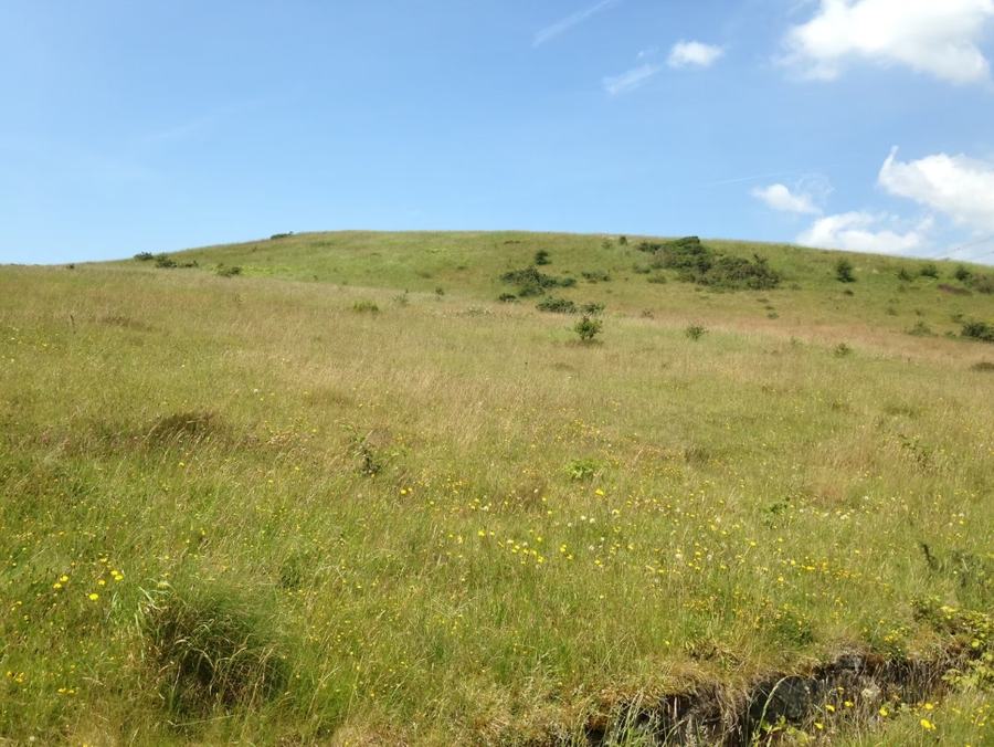 Grassland (2)