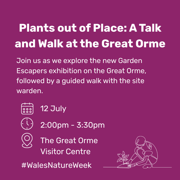 Plants out of Place: A Talk and Walk at the Great Orme