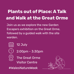 Plants out of Place: A Talk and Walk at the Great Orme