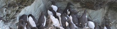 Guillemots-Alun-Willimas