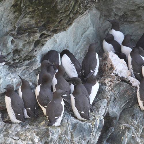 Guillemots on the Cliffs